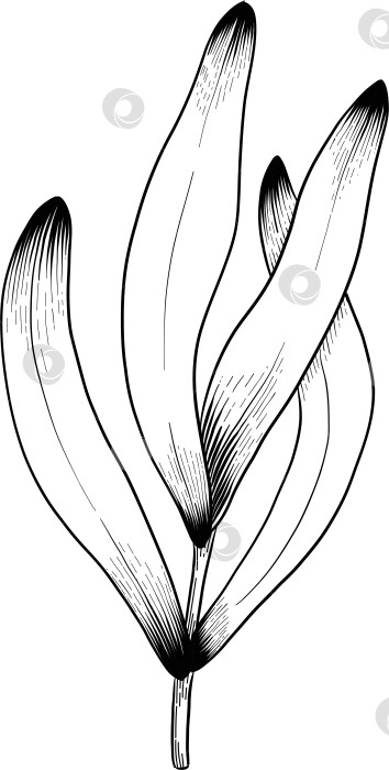 Скачать Ботанический эскиз лаванды, выполненный вручную черными чернилами на белой бумаге, с натуралистичными деталями и изящными линиями. фотосток Ozero