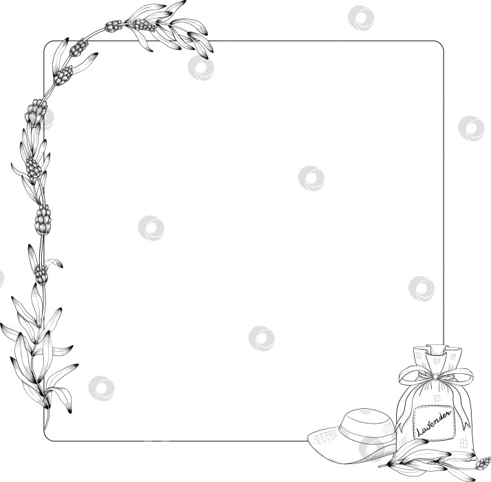 Скачать Ботанический эскиз лаванды, выполненный вручную черными чернилами на белой бумаге, с натуралистичными деталями и изящными линиями. фотосток Ozero