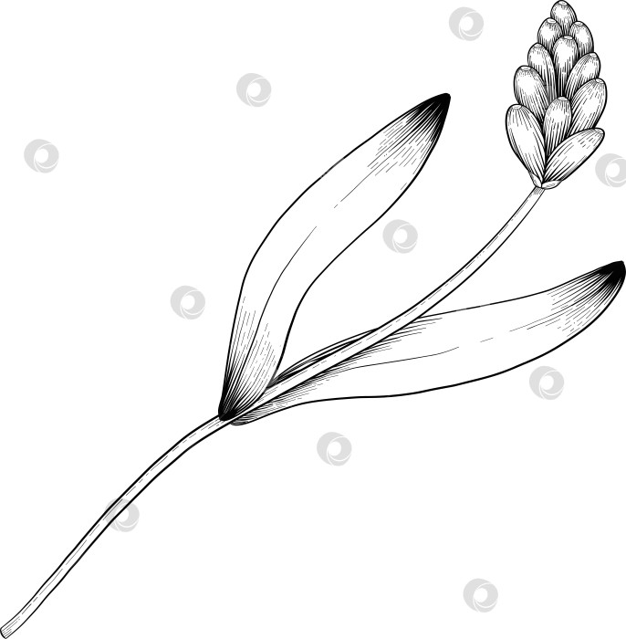 Скачать Ботанический эскиз лаванды, выполненный вручную черными чернилами на белой бумаге, с натуралистичными деталями и изящными линиями. фотосток Ozero