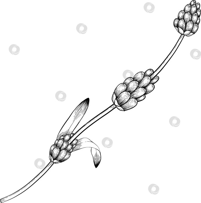 Скачать Ботанический эскиз лаванды, выполненный вручную черными чернилами на белой бумаге, с натуралистичными деталями и изящными линиями. фотосток Ozero