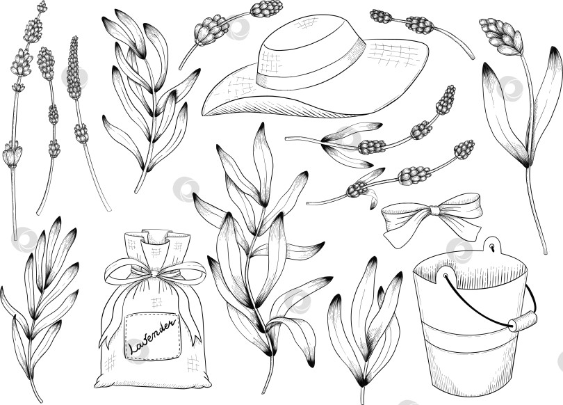 Скачать Ботанический эскиз лаванды, выполненный вручную черными чернилами на белой бумаге, с натуралистичными деталями и изящными линиями. фотосток Ozero