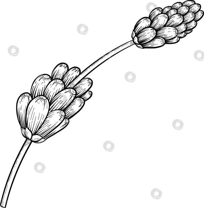 Скачать Ботанический эскиз лаванды, выполненный вручную черными чернилами на белой бумаге, с натуралистичными деталями и изящными линиями. фотосток Ozero