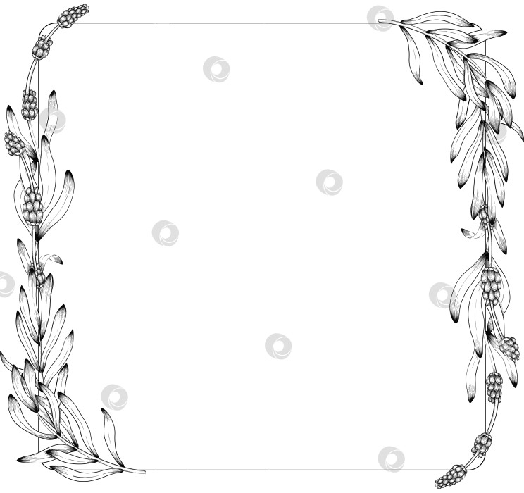 Скачать Ботанический эскиз лаванды, выполненный вручную черными чернилами на белой бумаге, с натуралистичными деталями и изящными линиями. фотосток Ozero