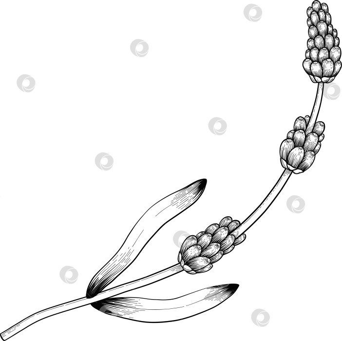 Скачать Ботанический эскиз лаванды, выполненный вручную черными чернилами на белой бумаге, с натуралистичными деталями и изящными линиями. фотосток Ozero