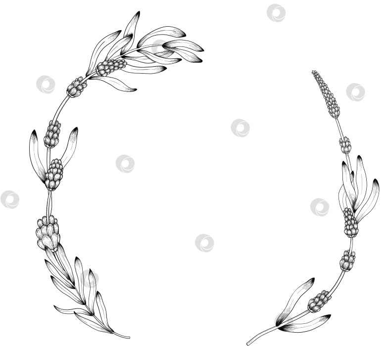 Скачать Ботанический эскиз лаванды, выполненный вручную черными чернилами на белой бумаге, с натуралистичными деталями и изящными линиями. фотосток Ozero