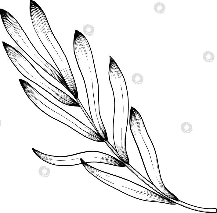 Скачать Ботанический эскиз лаванды, выполненный вручную черными чернилами на белой бумаге, с натуралистичными деталями и изящными линиями. фотосток Ozero