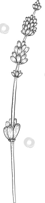 Скачать Ботанический эскиз лаванды, выполненный вручную черными чернилами на белой бумаге, с натуралистичными деталями и изящными линиями. фотосток Ozero