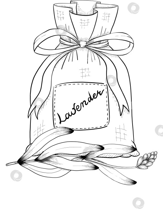 Скачать Ботанический эскиз лаванды, выполненный вручную черными чернилами на белой бумаге, с натуралистичными деталями и изящными линиями. фотосток Ozero