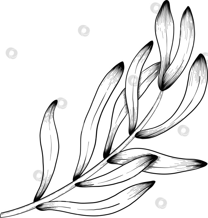 Скачать Ботанический эскиз лаванды, выполненный вручную черными чернилами на белой бумаге, с натуралистичными деталями и изящными линиями. фотосток Ozero