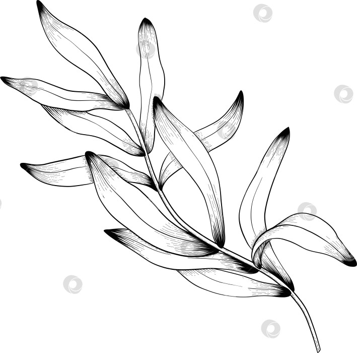 Скачать Ботанический эскиз лаванды, выполненный вручную черными чернилами на белой бумаге, с натуралистичными деталями и изящными линиями. фотосток Ozero