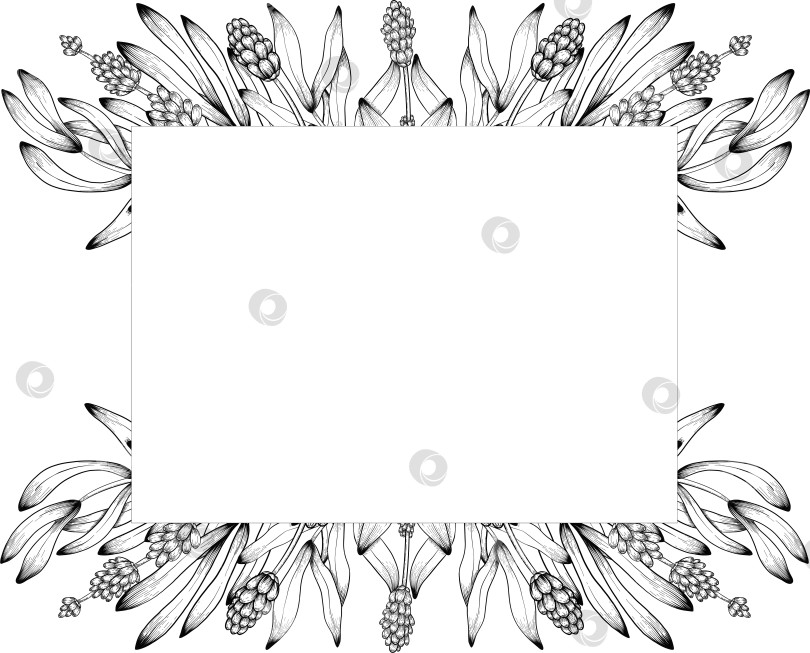 Скачать Ботанический эскиз лаванды, выполненный вручную черными чернилами на белой бумаге, с натуралистичными деталями и изящными линиями. фотосток Ozero