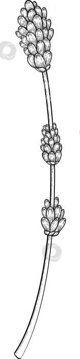 Скачать Ботанический эскиз лаванды, выполненный вручную черными чернилами на белой бумаге, с натуралистичными деталями и изящными линиями. фотосток Ozero