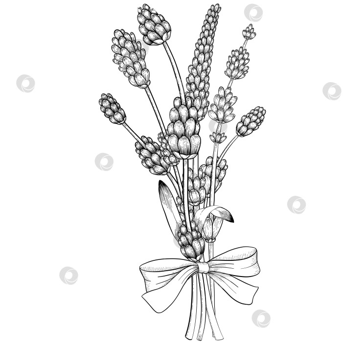 Скачать Ботанический эскиз лаванды, выполненный вручную черными чернилами на белой бумаге, с натуралистичными деталями и изящными линиями. фотосток Ozero