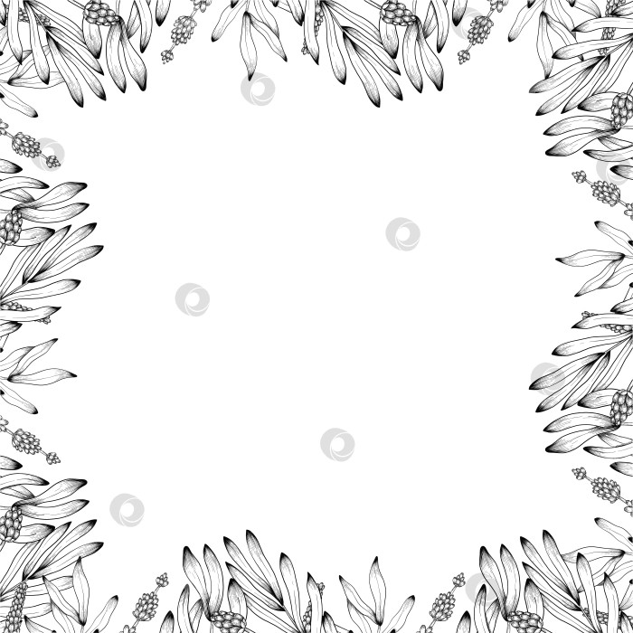 Скачать Ботанический эскиз лаванды, выполненный вручную черными чернилами на белой бумаге, с натуралистичными деталями и изящными линиями. фотосток Ozero