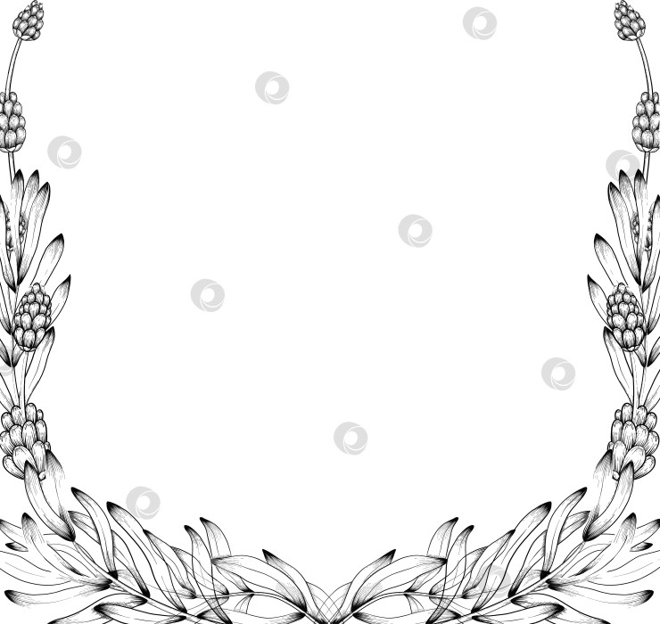 Скачать Ботанический эскиз лаванды, выполненный вручную черными чернилами на белой бумаге, с натуралистичными деталями и изящными линиями. фотосток Ozero