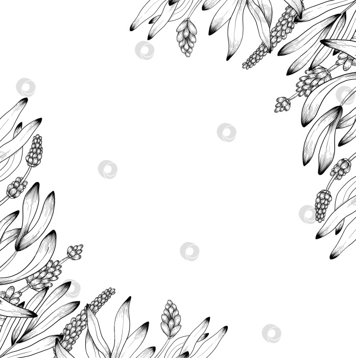 Скачать Ботанический эскиз лаванды, выполненный вручную черными чернилами на белой бумаге, с натуралистичными деталями и изящными линиями. фотосток Ozero