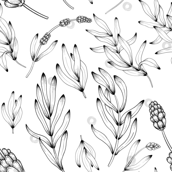 Скачать Ботанический эскиз лаванды, выполненный вручную черными чернилами на белой бумаге, с натуралистичными деталями и изящными линиями. фотосток Ozero