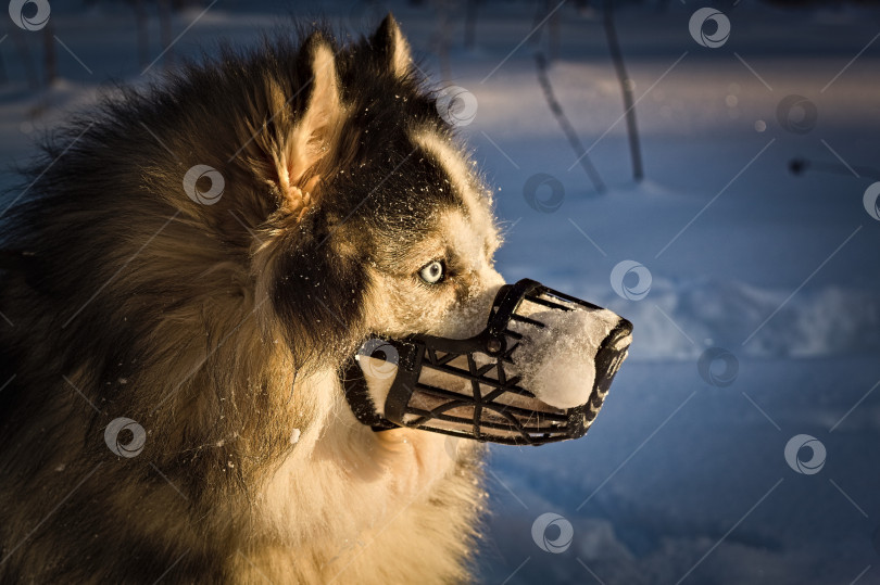 Скачать хаски в наморднике фотосток Ozero