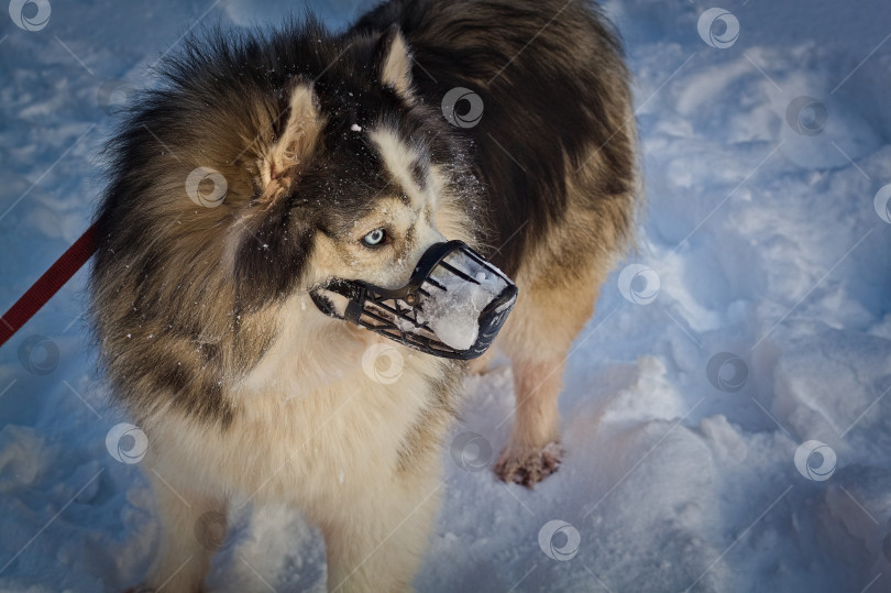 Скачать хаски в наморднике фотосток Ozero