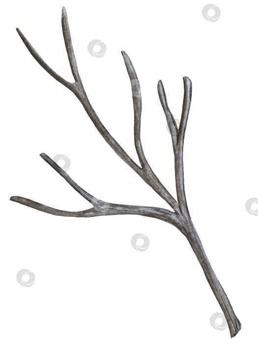 Скачать Ручная роспись акварелью осеннего набора тыкв, желудей, осенних листьев, грибов, ягод рябины, выделенных на белом фоне. Идеально подходит для создания открыток, дизайна. Иллюстрации ко дню благодарения фотосток Ozero