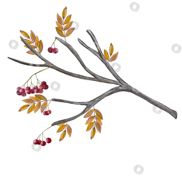 Скачать Ручная роспись акварелью осеннего набора тыкв, желудей, осенних листьев, грибов, ягод рябины, выделенных на белом фоне. Идеально подходит для создания открыток, дизайна. Иллюстрации ко дню благодарения фотосток Ozero