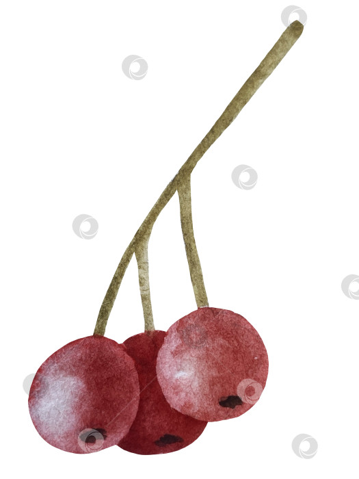 Скачать Ручная роспись акварелью осеннего набора тыкв, желудей, осенних листьев, грибов, ягод рябины, выделенных на белом фоне. Идеально подходит для создания открыток, дизайна. Иллюстрации ко дню благодарения фотосток Ozero