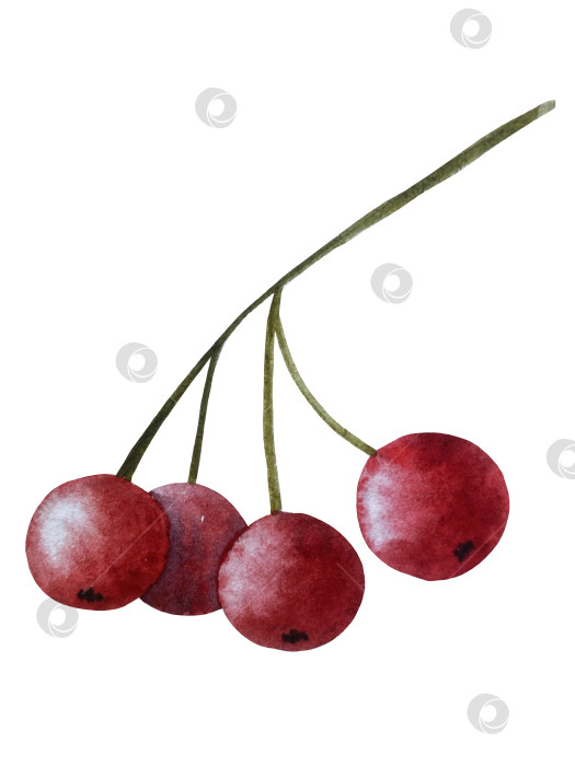 Скачать Ручная роспись акварелью осеннего набора тыкв, желудей, осенних листьев, грибов, ягод рябины, выделенных на белом фоне. Идеально подходит для создания открыток, дизайна. Иллюстрации ко дню благодарения фотосток Ozero