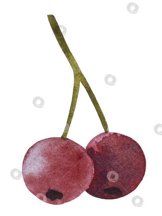 Скачать Ручная роспись акварелью осеннего набора тыкв, желудей, осенних листьев, грибов, ягод рябины, выделенных на белом фоне. Идеально подходит для создания открыток, дизайна. Иллюстрации ко дню благодарения фотосток Ozero