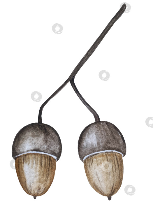 Скачать Ручная роспись акварелью осеннего набора тыкв, желудей, осенних листьев, грибов, ягод рябины, выделенных на белом фоне. Идеально подходит для создания открыток, дизайна. Иллюстрации ко дню благодарения фотосток Ozero