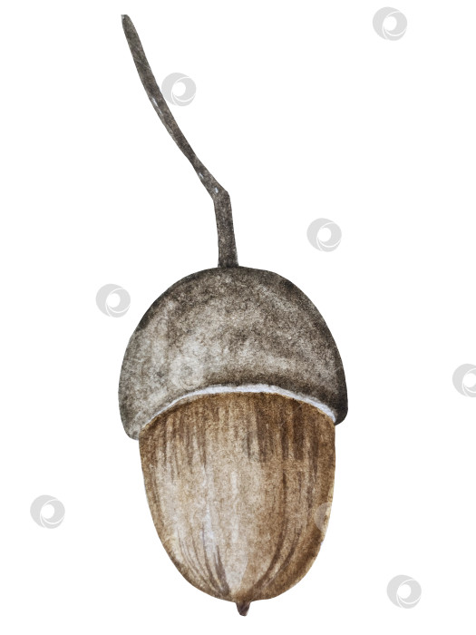 Скачать Ручная роспись акварелью осеннего набора тыкв, желудей, осенних листьев, грибов, ягод рябины, выделенных на белом фоне. Идеально подходит для создания открыток, дизайна. Иллюстрации ко дню благодарения фотосток Ozero