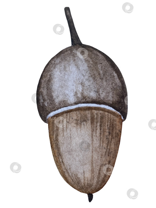 Скачать Ручная роспись акварелью осеннего набора тыкв, желудей, осенних листьев, грибов, ягод рябины, выделенных на белом фоне. Идеально подходит для создания открыток, дизайна. Иллюстрации ко дню благодарения фотосток Ozero