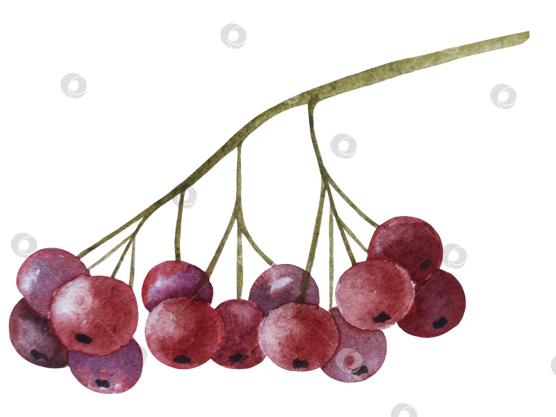 Скачать Ручная роспись акварелью осеннего набора тыкв, желудей, осенних листьев, грибов, ягод рябины, выделенных на белом фоне. Идеально подходит для создания открыток, дизайна. Иллюстрации ко дню благодарения фотосток Ozero