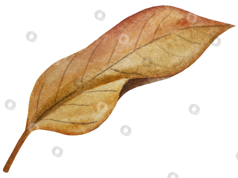 Скачать Ручная роспись акварелью осеннего набора тыкв, желудей, осенних листьев, грибов, ягод рябины, выделенных на белом фоне. Идеально подходит для создания открыток, дизайна. Иллюстрации ко дню благодарения фотосток Ozero