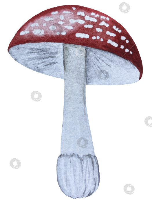 Скачать Ручная роспись акварелью осеннего набора тыкв, желудей, осенних листьев, грибов, ягод рябины, выделенных на белом фоне. Идеально подходит для создания открыток, дизайна. Иллюстрации ко дню благодарения фотосток Ozero