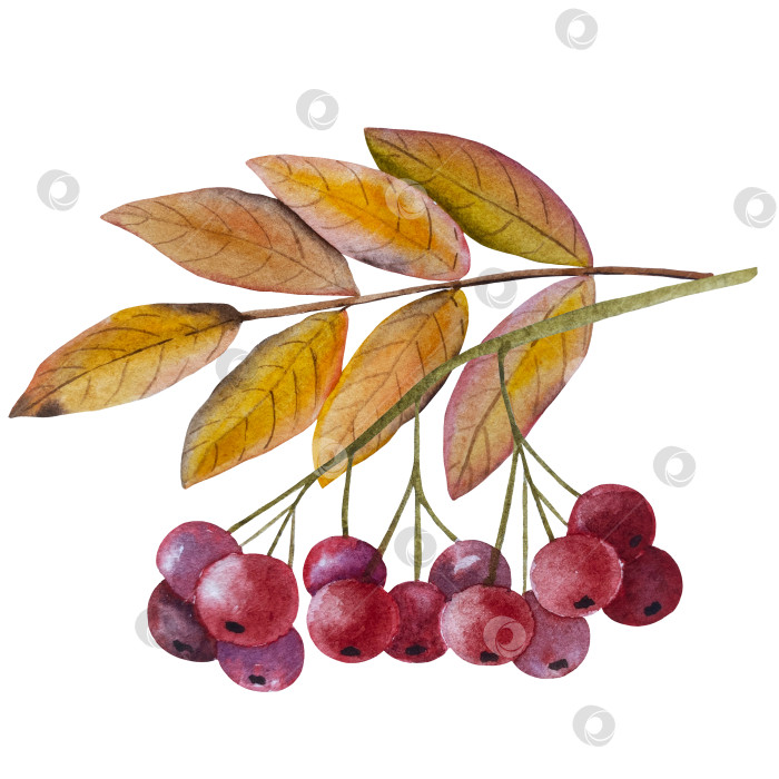 Скачать Ручная роспись акварелью осеннего набора тыкв, желудей, осенних листьев, грибов, ягод рябины, выделенных на белом фоне. Идеально подходит для создания открыток, дизайна. Иллюстрации ко дню благодарения фотосток Ozero