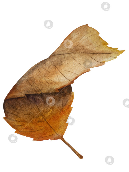 Скачать Ручная роспись акварелью осеннего набора тыкв, желудей, осенних листьев, грибов, ягод рябины, выделенных на белом фоне. Идеально подходит для создания открыток, дизайна. Иллюстрации ко дню благодарения фотосток Ozero