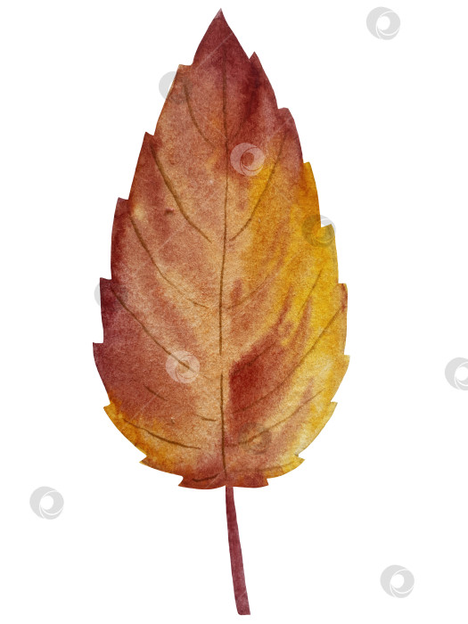 Скачать Ручная роспись акварелью осеннего набора тыкв, желудей, осенних листьев, грибов, ягод рябины, выделенных на белом фоне. Идеально подходит для создания открыток, дизайна. Иллюстрации ко дню благодарения фотосток Ozero