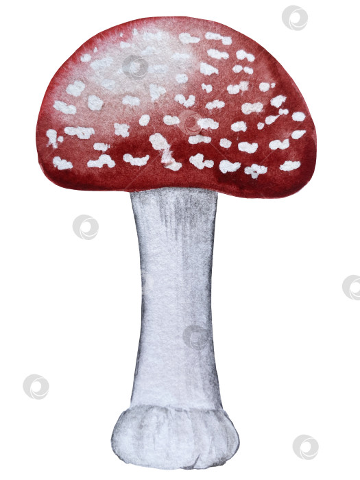 Скачать Ручная роспись акварелью осеннего набора тыкв, желудей, осенних листьев, грибов, ягод рябины, выделенных на белом фоне. Идеально подходит для создания открыток, дизайна. Иллюстрации ко дню благодарения фотосток Ozero