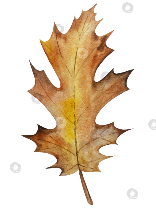 Скачать Ручная роспись акварелью осеннего набора тыкв, желудей, осенних листьев, грибов, ягод рябины, выделенных на белом фоне. Идеально подходит для создания открыток, дизайна. Иллюстрации ко дню благодарения фотосток Ozero