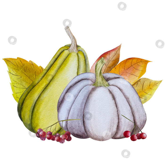 Скачать Ручная роспись акварелью осеннего набора тыкв, желудей, осенних листьев, грибов, ягод рябины, выделенных на белом фоне. Идеально подходит для создания открыток, дизайна. Иллюстрации ко дню благодарения фотосток Ozero