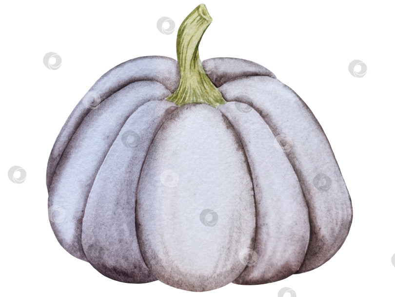 Скачать Ручная роспись акварелью осеннего набора тыкв, желудей, осенних листьев, грибов, ягод рябины, выделенных на белом фоне. Идеально подходит для создания открыток, дизайна. Иллюстрации ко дню благодарения фотосток Ozero