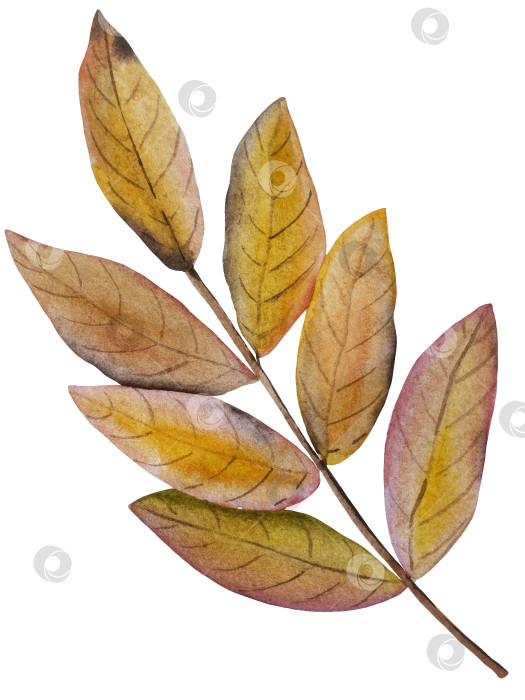 Скачать Ручная роспись акварелью осеннего набора тыкв, желудей, осенних листьев, грибов, ягод рябины, выделенных на белом фоне. Идеально подходит для создания открыток, дизайна. Иллюстрации ко дню благодарения фотосток Ozero