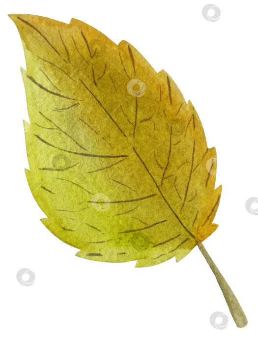 Скачать Ручная роспись акварелью осеннего набора тыкв, желудей, осенних листьев, грибов, ягод рябины, выделенных на белом фоне. Идеально подходит для создания открыток, дизайна. Иллюстрации ко дню благодарения фотосток Ozero