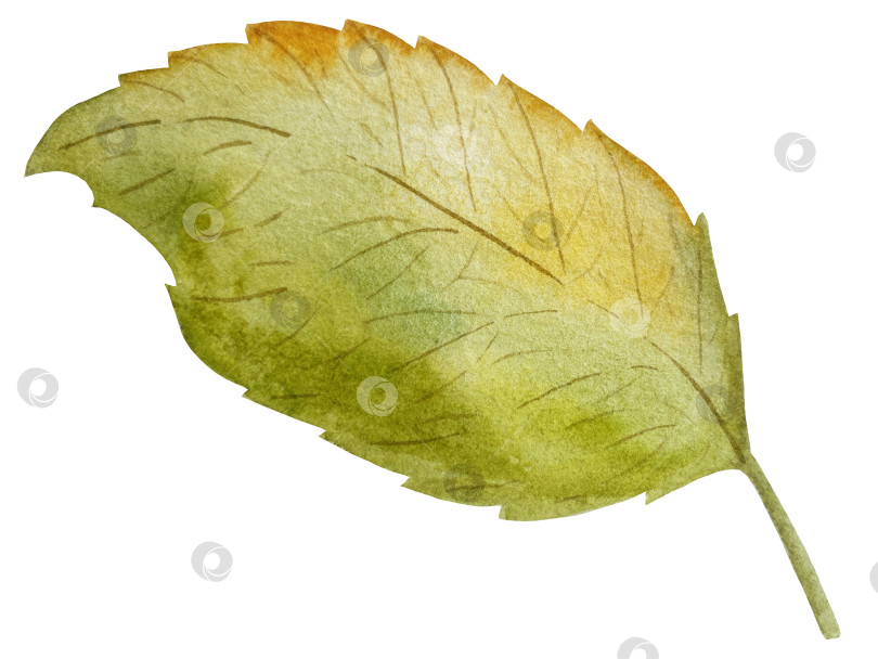 Скачать Ручная роспись акварелью осеннего набора тыкв, желудей, осенних листьев, грибов, ягод рябины, выделенных на белом фоне. Идеально подходит для создания открыток, дизайна. Иллюстрации ко дню благодарения фотосток Ozero