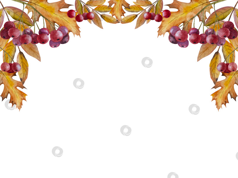 Скачать Ручная роспись акварелью осеннего набора тыкв, желудей, осенних листьев, грибов, ягод рябины, выделенных на белом фоне. Идеально подходит для создания открыток, дизайна. Иллюстрации ко дню благодарения фотосток Ozero