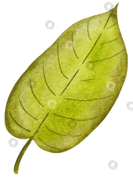 Скачать Ручная роспись акварелью осеннего набора тыкв, желудей, осенних листьев, грибов, ягод рябины, выделенных на белом фоне. Идеально подходит для создания открыток, дизайна. Иллюстрации ко дню благодарения фотосток Ozero