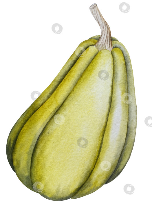 Скачать Ручная роспись акварелью осеннего набора тыкв, желудей, осенних листьев, грибов, ягод рябины, выделенных на белом фоне. Идеально подходит для создания открыток, дизайна. Иллюстрации ко дню благодарения фотосток Ozero