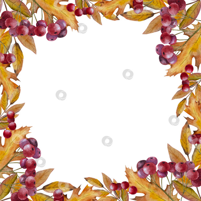 Скачать Ручная роспись акварелью осеннего набора тыкв, желудей, осенних листьев, грибов, ягод рябины, выделенных на белом фоне. Идеально подходит для создания открыток, дизайна. Иллюстрации ко дню благодарения фотосток Ozero