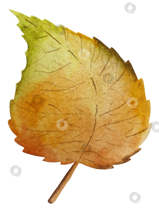 Скачать Ручная роспись акварелью осеннего набора тыкв, желудей, осенних листьев, грибов, ягод рябины, выделенных на белом фоне. Идеально подходит для создания открыток, дизайна. Иллюстрации ко дню благодарения фотосток Ozero