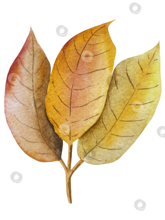 Скачать Ручная роспись акварелью осеннего набора тыкв, желудей, осенних листьев, грибов, ягод рябины, выделенных на белом фоне. Идеально подходит для создания открыток, дизайна. Иллюстрации ко дню благодарения фотосток Ozero